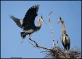 _1SB0289 great-blue herons on nest